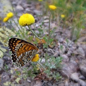 ...Melitaea arduinna...