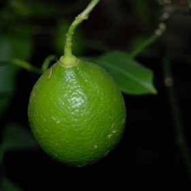 limon