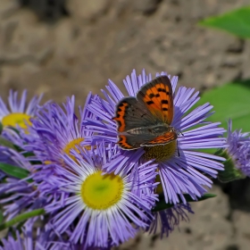 ...Lycaena phlaeas...