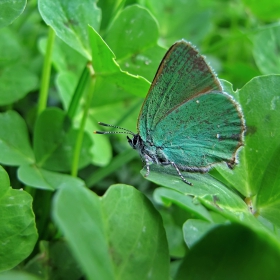 ...Callophrys rubi...