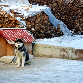 Пазителят на.......дърва