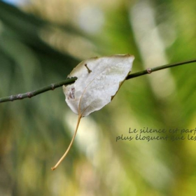 Le silence est parfois plus éloquent que les mots...