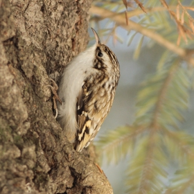 Горска дърволазка (Certhia familiaris)