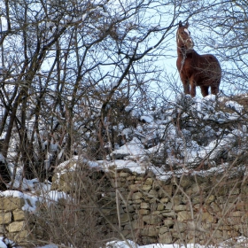 на верига