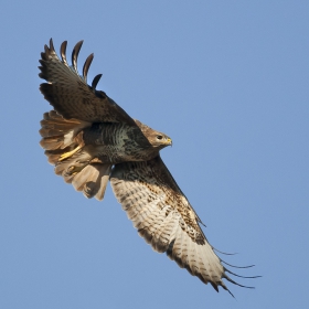 Buteo Buteo