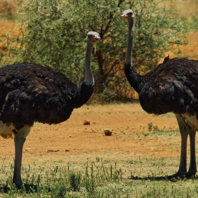 Да ги оставим да си поклюкарстват ... снимка в  резервата Pilanesberg National Park в Южна Африка