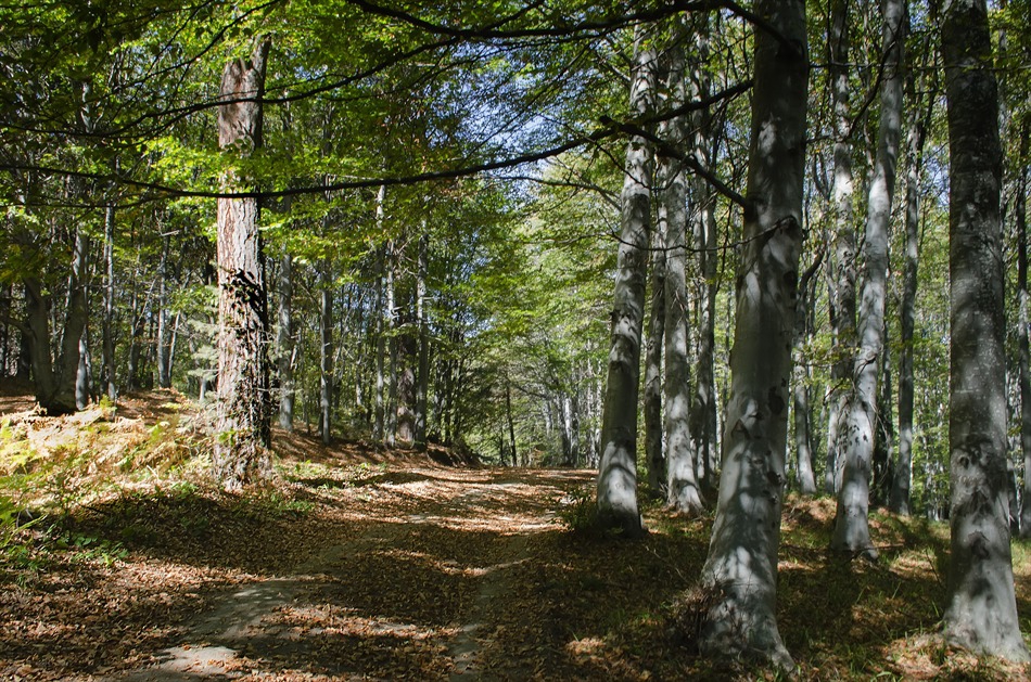 Sendero Luminoso