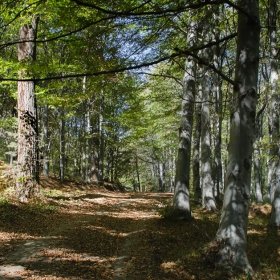 Sendero Luminoso