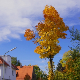 Есенен предвестник