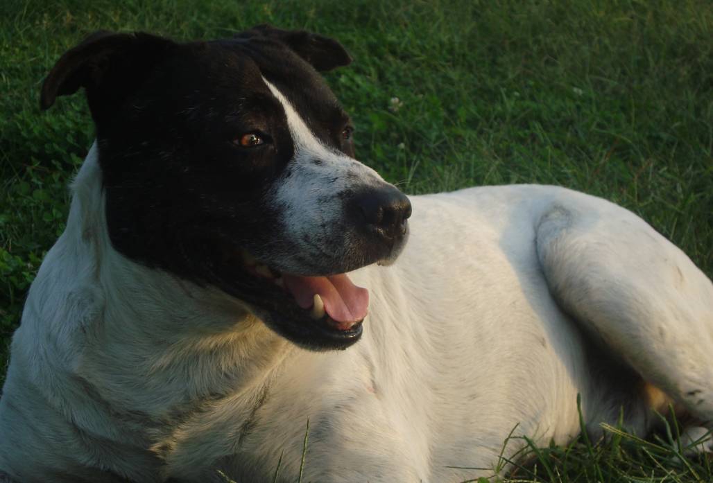 Paok dog