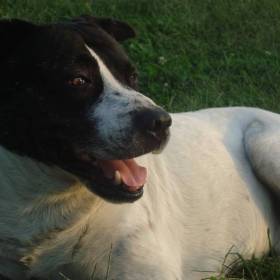 Paok dog