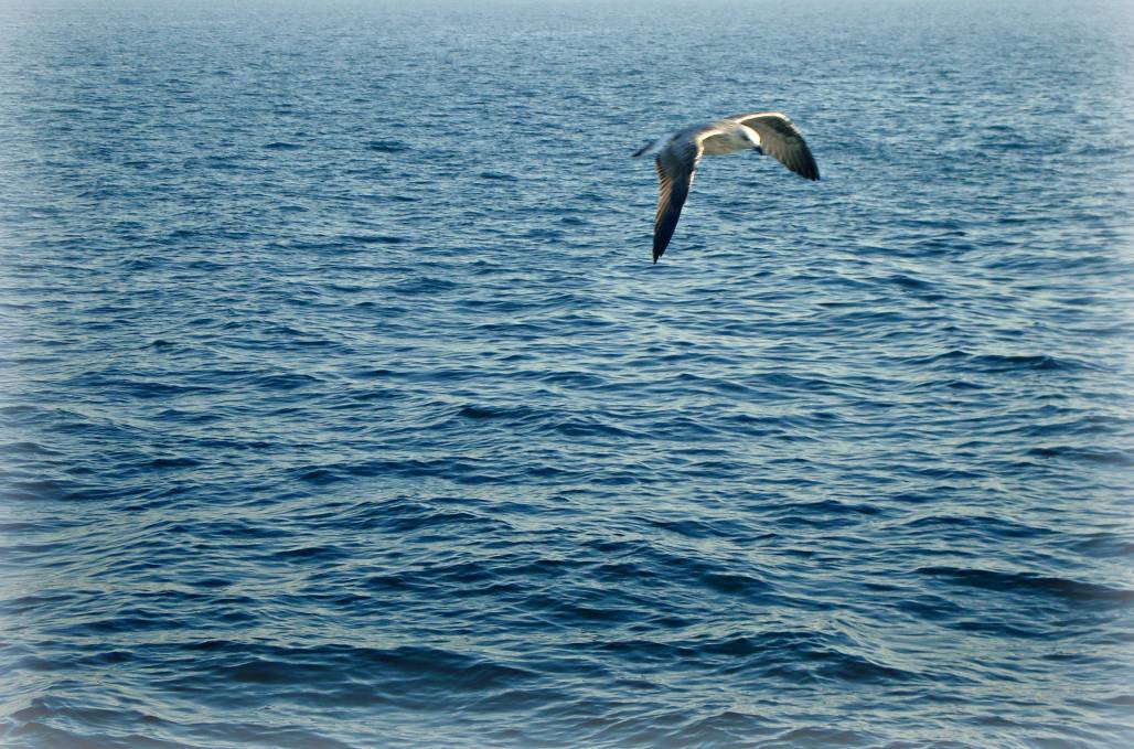 FLY