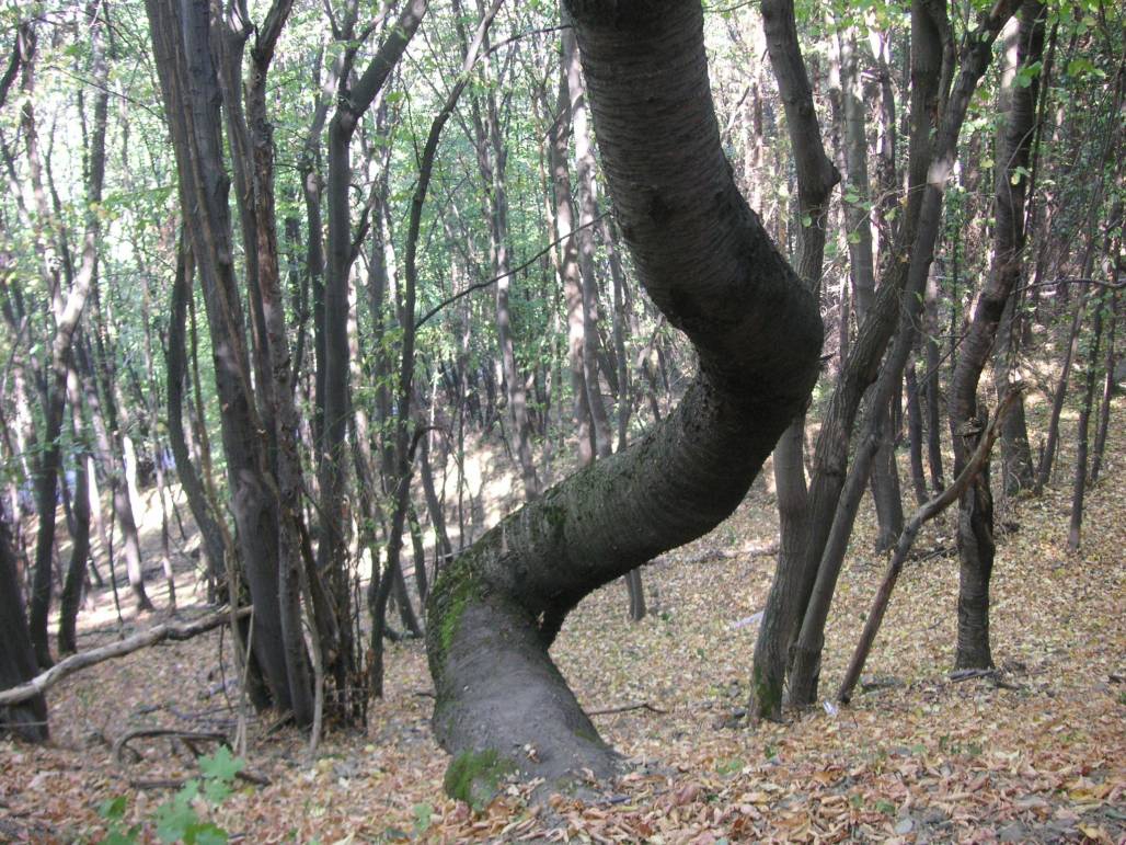 Интересно криво дърво