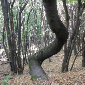 Интересно криво дърво