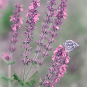 Purple dream