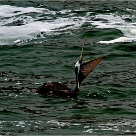 Глътна като ламя... Кафяв пеликан (Pelecanus occidentalis)