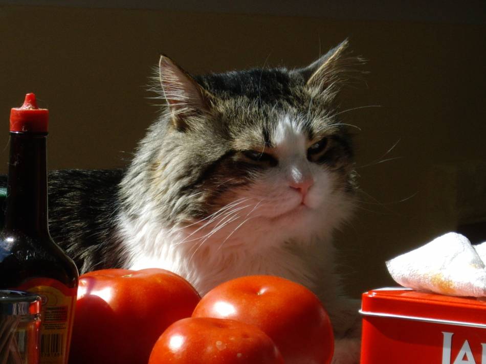 Котаракът Съни