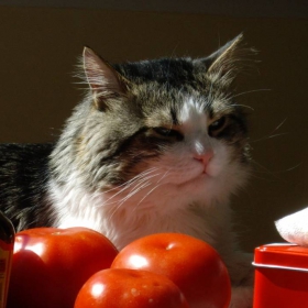 Котаракът Съни