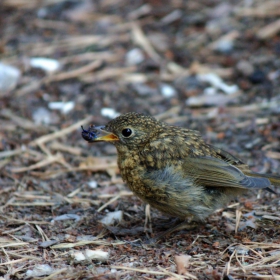 Червеногръдка/Erithacus rubecula - Млада