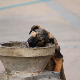 Тия говеда пак спряха водата...