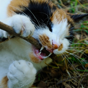 ...Котенце... с хубави зъбки