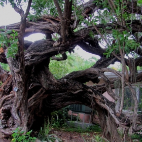 National champion tree USA-2008