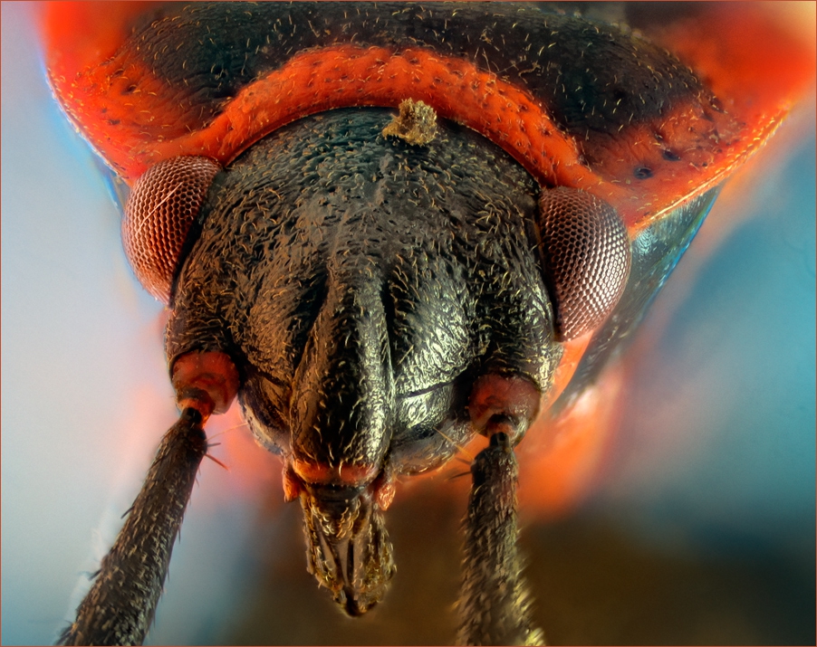 Божа Кравичка (Pyrrhocoris apterus)