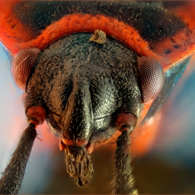 Божа Кравичка (Pyrrhocoris apterus)
