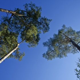 Three Trees