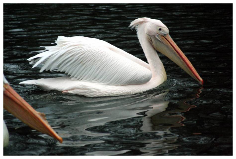 Pelican - St James\'s Park, London