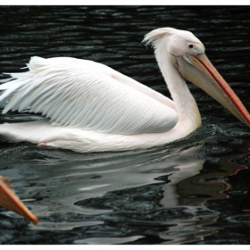 Pelican - St James\'s Park, London