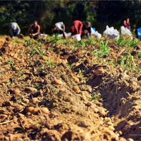 The Crops 2