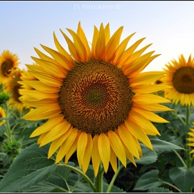 sunflower