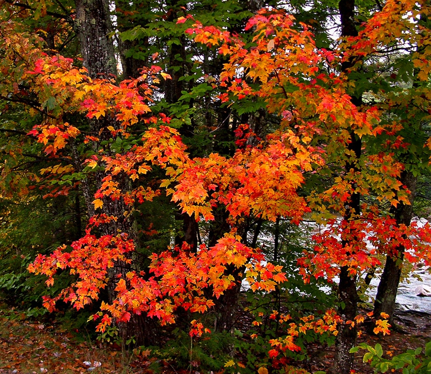 Vermont's famous foliage