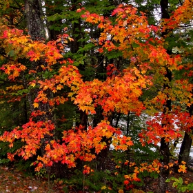Vermont's famous foliage