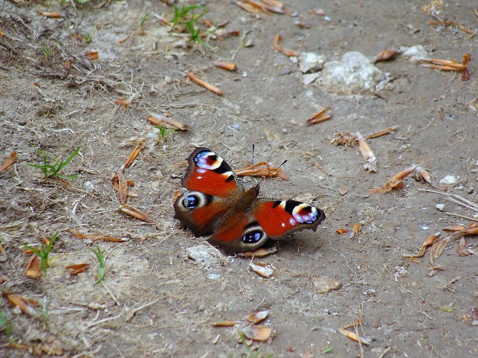 peperuda :)