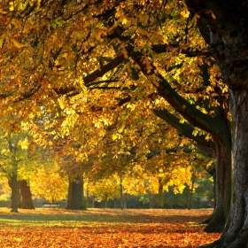 Autumn