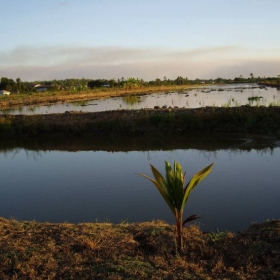 Suriname rise field under the sunlight