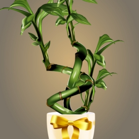 Bamboo