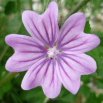 Mauve Flower