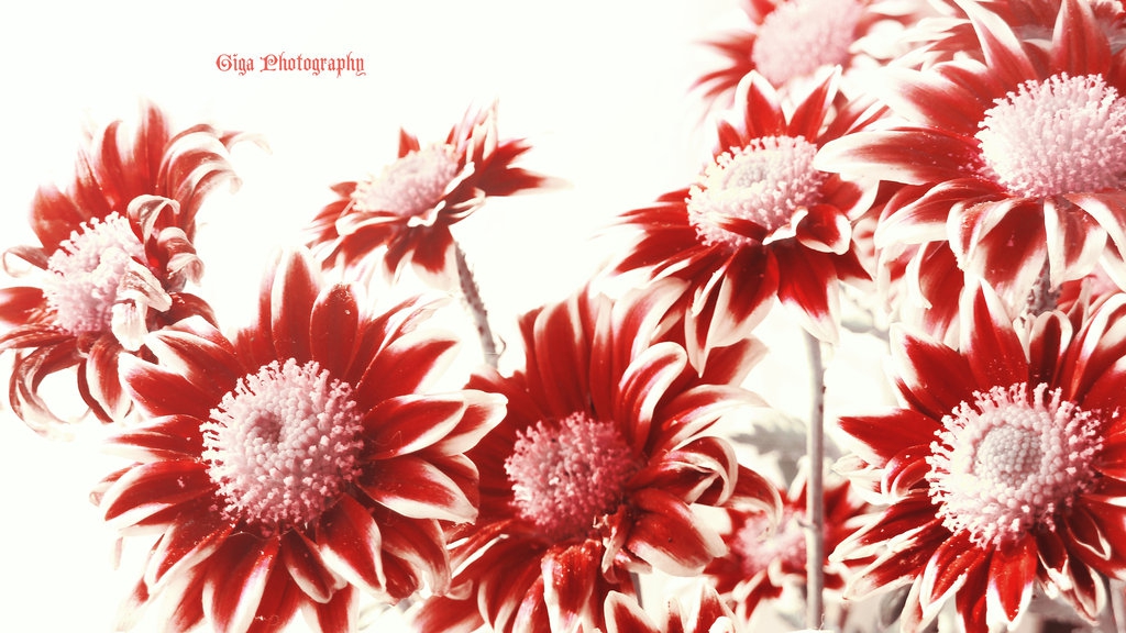 Mars Flower