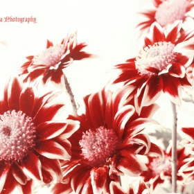 Mars Flower