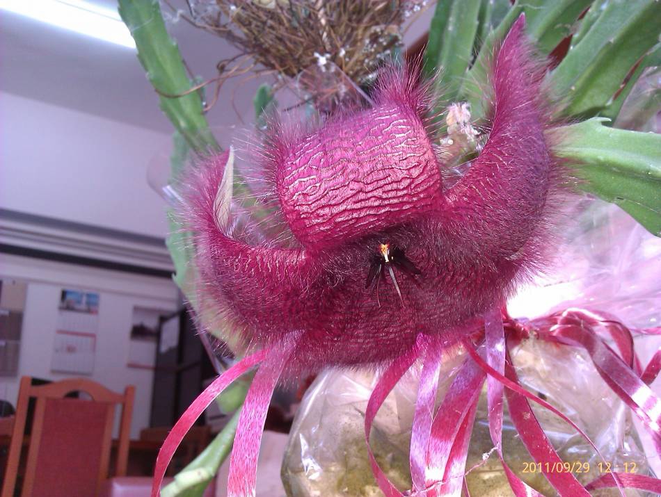 Stapelia hirsuta