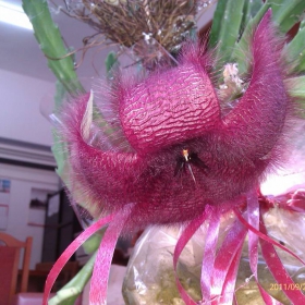 Stapelia hirsuta