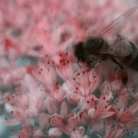 Пчеличка на розов цвят