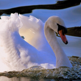 swan