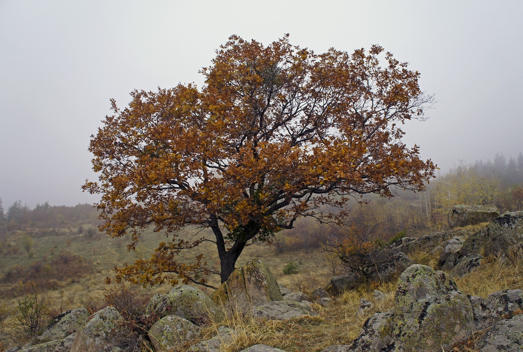 Самотно дърво