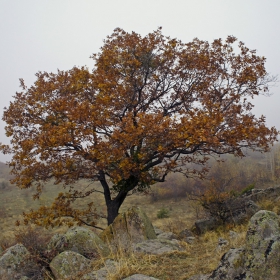 Самотно дърво