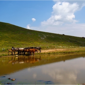 ... кончета пият вода