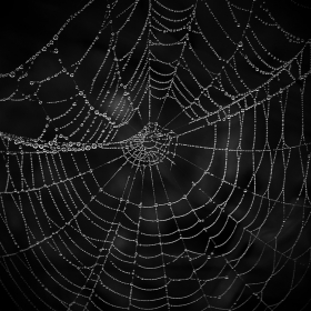 Webby